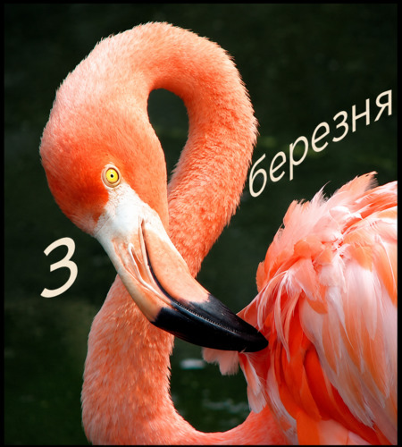 8&nbspБерезня